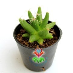 Kaktüs,Mammillaria Longimamma- Sarı Renk Çiçek Açar-5,5 cm Saksıda