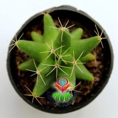 Kaktüs,Mammillaria Longimamma- Sarı Renk Çiçek Açar-5,5 cm Saksıda