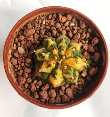 Gymnocalycium Mihonavichi Colorful - Doğal Renkli Kaktüs-5,5 cm Saksıda