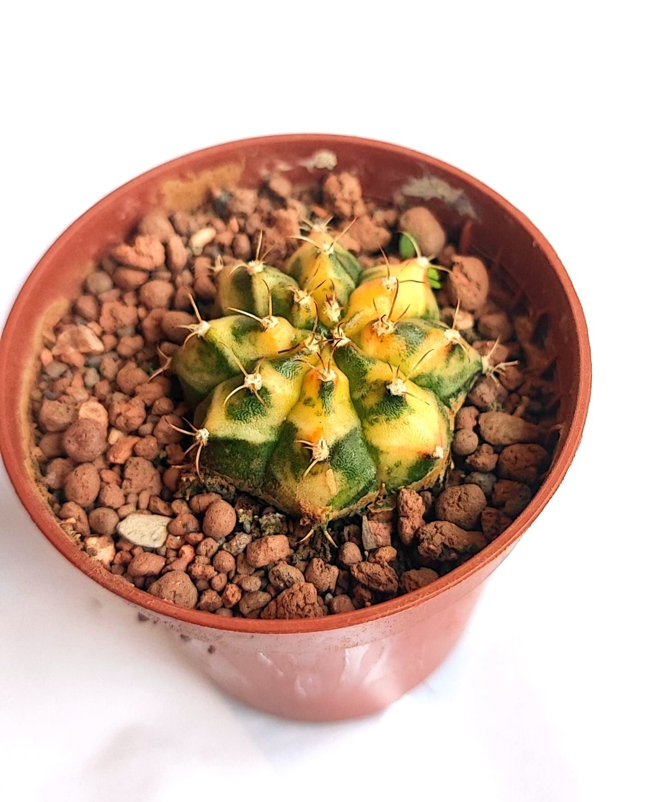 Gymnocalycium Mihonavichi Colorful - Doğal Renkli Kaktüs-5,5 cm Saksıda