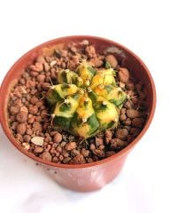 Gymnocalycium Mihonavichi Colorful - Doğal Renkli Kaktüs-5,5 cm Saksıda