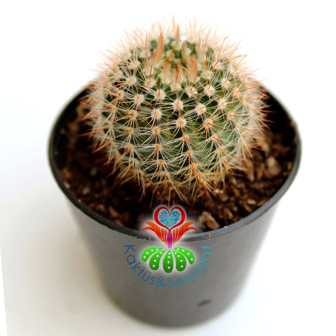 Kaktüs,Notocactus Scopa- Büyük Açık Sarı Renk Çiçek Açar-5,5 cm Saksıda Teraryum,Sukulent,Mini Bahçe