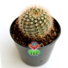 Kaktüs,Notocactus Scopa- Büyük Açık Sarı Renk Çiçek Açar-5,5 cm Saksıda Teraryum,Sukulent,Mini Bahçe