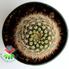 Kaktüs,Notocactus Scopa- Büyük Açık Sarı Renk Çiçek Açar-5,5 cm Saksıda Teraryum,Sukulent,Mini Bahçe