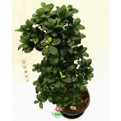 Dev Bonsai, Ficus Microcarpa Ginseng, 70 cm Boyda, Kıvrımlı Şekilli Gövdeli Canlı Bitki, Bonsai(Kopya)