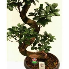 Dev Bonsai, Ficus Microcarpa Ginseng, 80 cm Boyda, Kıvrımlı Şekilli Gövdeli Canlı Bitki, Bonsai(Kopya)