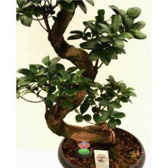 Dev Bonsai, Ficus Microcarpa Ginseng, 70 cm Boyda, Kıvrımlı Şekilli Gövdeli Canlı Bitki, Bonsai(Kopya)