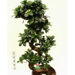Dev Bonsai, Ficus Microcarpa Ginseng, 70 cm Boyda, Kıvrımlı Şekilli Gövdeli Canlı Bitki, Bonsai(Kopya)