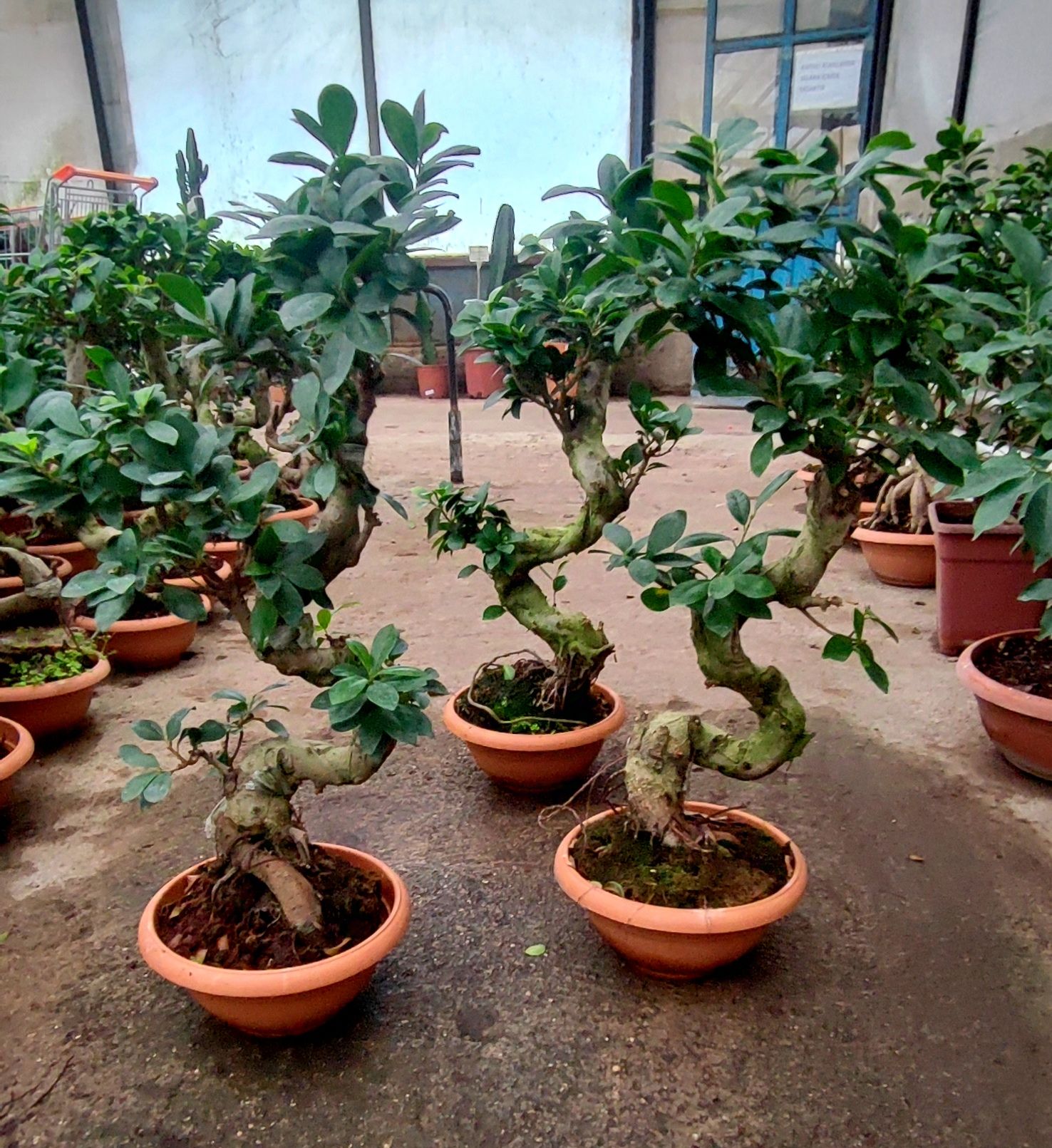 Dev Bonsai, Ficus Microcarpa Ginseng, 70 cm Boyda, Kıvrımlı Şekilli Gövdeli Canlı Bitki, Bonsai(Kopya)