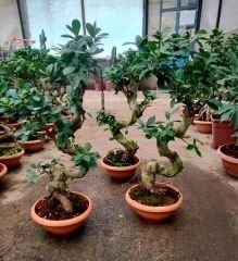 Dev Bonsai, Ficus Microcarpa Ginseng, 70 cm Boyda, Kıvrımlı Şekilli Gövdeli Canlı Bitki, Bonsai(Kopya)