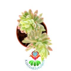 Sedum Sediforme-Yalı Koruğu Sukulent-5,5 cm Saksıda