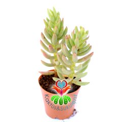 Sedum Sediforme-Yalı Koruğu Sukulent-5,5 cm Saksıda