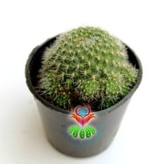 Kaktüs,Rebutia Krainziana - Muhteşem kırmızı Renk Çiçek Açar-5,5 cm Saksıda-Teraryum,Sukulent