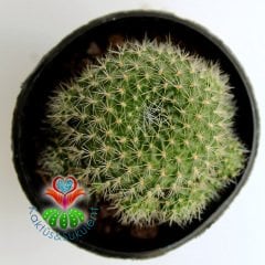 Kaktüs,Rebutia Krainziana - Muhteşem kırmızı Renk Çiçek Açar-5,5 cm Saksıda-Teraryum,Sukulent