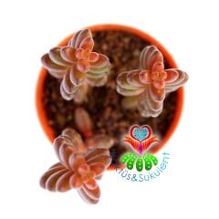 Sedum Rubrotinctum Redberry-Koyu Kırmızı Sukulent-5,5 cm Saksıda
