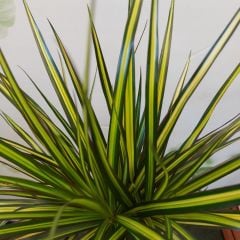 Dragon Sunray Dracaena Marginata 15 cm  saksılı 150 cm boy özel tür