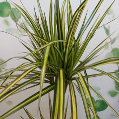 Dragon Sunray Dracaena Marginata 15 cm  saksılı 150 cm boy özel tür