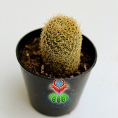 Kaktüs,Sulcorebutia Menessii- Muhteşem Sarı Renk Çiçek Açar-Çok Nadir Tür-5,5 cm Saksıda