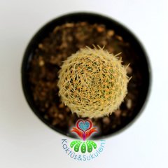 Kaktüs,Sulcorebutia Menessii- Muhteşem Sarı Renk Çiçek Açar-Çok Nadir Tür-5,5 cm Saksıda