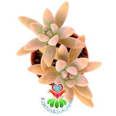 Sedum Sedeveria ''Pat's Pink''-Turuncu Renk 5,5 cm Saksılı ikili ve tekli formlarda