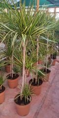 Dragon Sunray Dracaena Marginata 15 cm  saksılı 150 cm boy özel tür