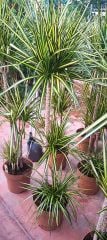 Dragon Sunray Dracaena Marginata 15 cm  saksılı 150 cm boy özel tür