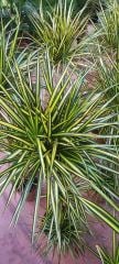Dragon Sunray Dracaena Marginata 15 cm  saksılı 150 cm boy özel tür
