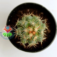 Kaktüs,Mammillaria Schumannii Bartschella- Muhteşem Mor Renk Çiçek Açar-Çok Nadir Tür-5,5 cm Saksıda