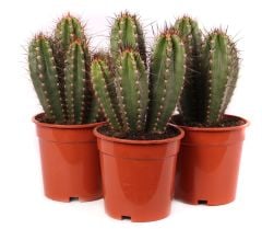 Neocardinasia Herzogiana-17 cm Saksı 40 cm Boy-Yetişkin Halinde Büyük Pembe Renk Çiçek Açar