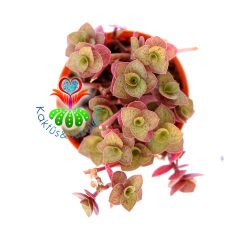 Callisia Repens-Sarkarak Büyüyen Telgraf Çiçeği-5,5 cm Saksıda