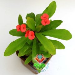 Sukulent,Euphorbia Milii Kırmızı Renk Çiçek 8,5 cm Saksı-Çok Nadir-Çiçeği Üzerinde,Bezsiz Doğal Köklü