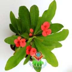 Sukulent,Euphorbia Milii Kırmızı Renk Çiçek 8,5 cm Saksı-Çok Nadir-Çiçeği Üzerinde,Bezsiz Doğal Köklü