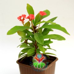 Sukulent,Euphorbia Milii Kırmızı Renk Çiçek 10 cm Saksı-Çok Nadir-Çiçeği Üzerinde,Bezsiz Doğal Köklü