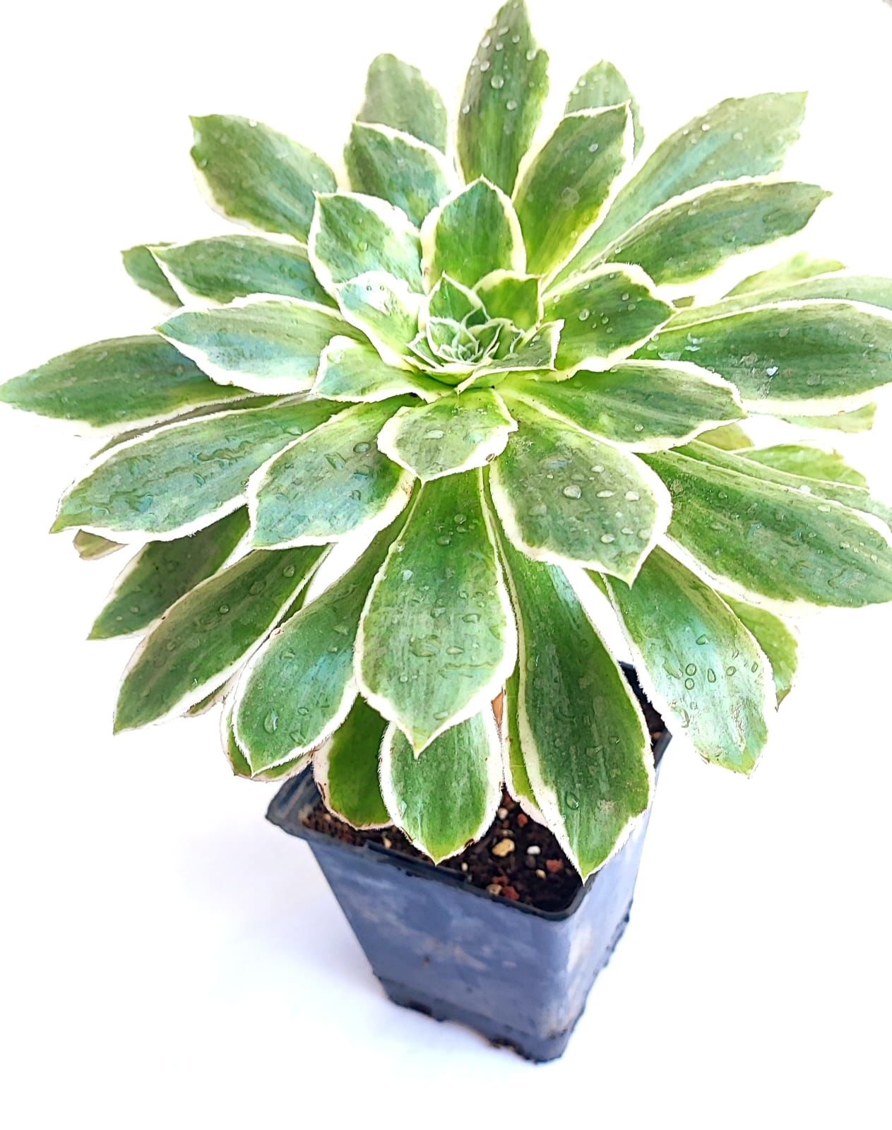 Aeonium Emerald Ice - Çok Nadir Tür Sukulent- 12 cm Saksıda
