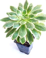 Aeonium Emerald Ice - Çok Nadir Tür Sukulent- 12 cm Saksıda