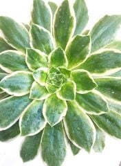 Aeonium Emerald Ice - Çok Nadir Tür Sukulent- 12 cm Saksıda