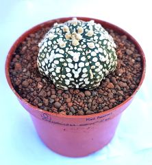 Astrophytum Asterias Superkabuto V TYPE -  V Tip Astro Kaktüs