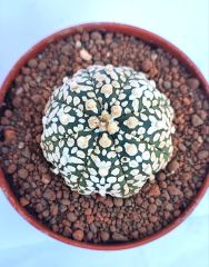 Astrophytum Asterias Superkabuto V TYPE -  V Tip Astro Kaktüs