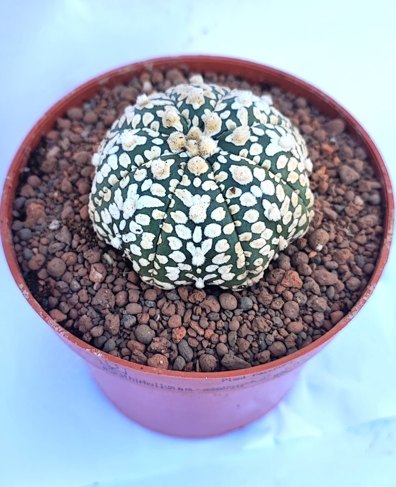 Astrophytum Asterias Superkabuto V TYPE -  V Tip Astro Kaktüs