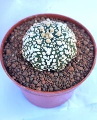 Astrophytum Asterias Superkabuto V TYPE -  V Tip Astro Kaktüs