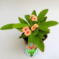 Sukulent,Euphorbia Milii Turuncu Renk Çiçek 8 cm Saksıda-Çok Nadir-Çiçeği Üzerinde,Bezsiz Doğal Köklü