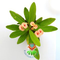 Sukulent,Euphorbia Milii Turuncu Renk Çiçek 8 cm Saksıda-Çok Nadir-Çiçeği Üzerinde,Bezsiz Doğal Köklü