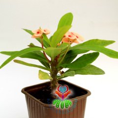 Sukulent,Euphorbia Milii Turuncu Renk Çiçek 8 cm Saksıda-Çok Nadir-Çiçeği Üzerinde,Bezsiz Doğal Köklü