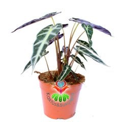 Alocasia Bambino Arrow-Ender Tür Fil Kulağı Bitkisi-14 cm Saksıda-25cm