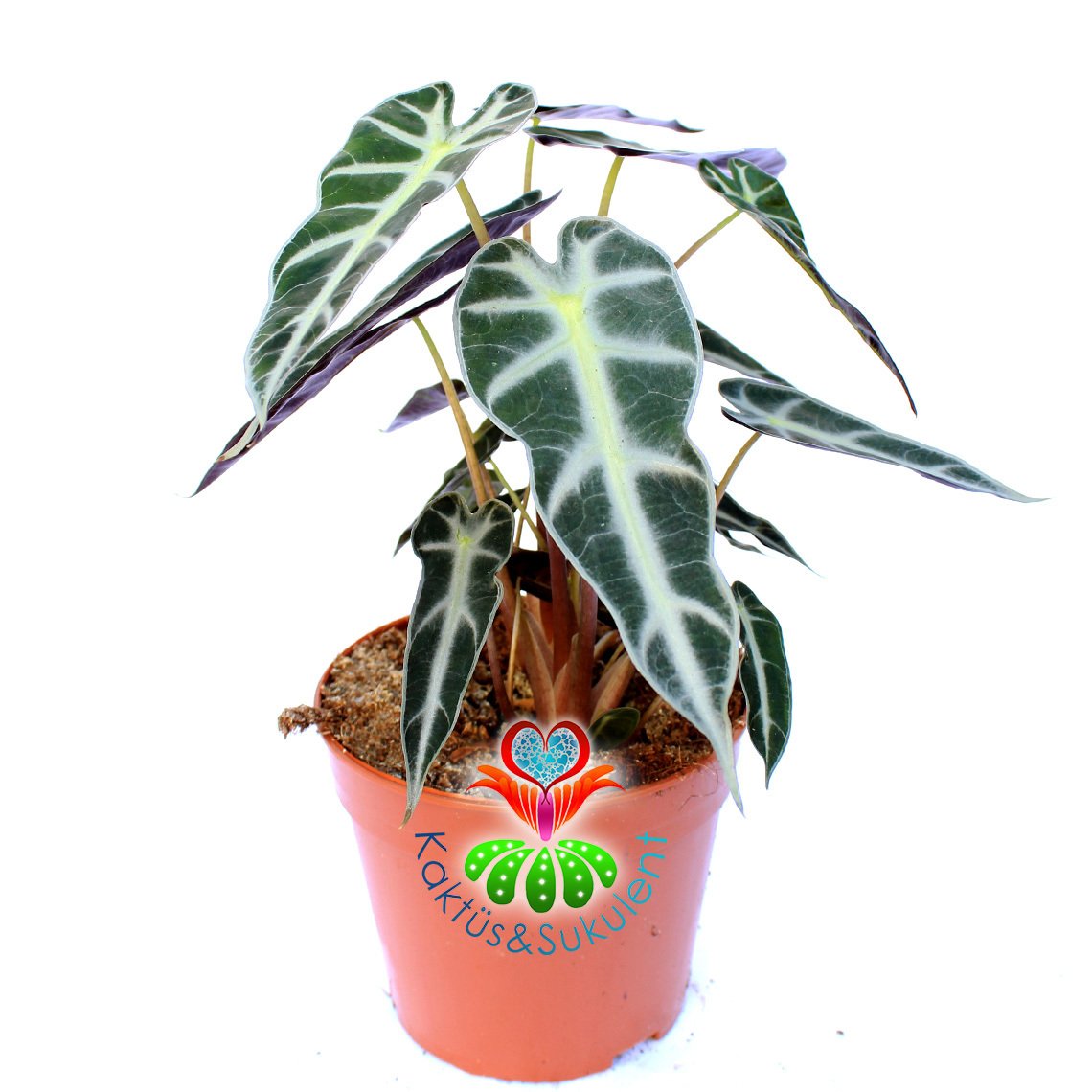Alocasia Bambino Arrow-Ender Tür Fil Kulağı Bitkisi-14 cm Saksıda-25cm