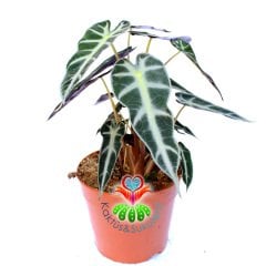 Alocasia Bambino Arrow-Ender Tür Fil Kulağı Bitkisi-14 cm Saksıda-25cm