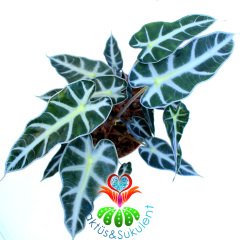 Alocasia Bambino Arrow-Ender Tür Fil Kulağı Bitkisi-14 cm Saksıda-25cm
