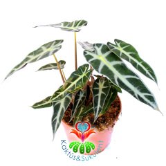 Alocasia Bambino Arrow-Ender Tür Fil Kulağı Bitkisi-14 cm Saksıda-25cm