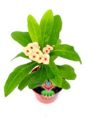 Sukulent,Euphorbia Milii Turuncu Renk Çiçek 8 cm Saksıda-Çok Nadir-Çiçeği Üzerinde,Bezsiz Doğal Köklü