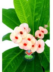 Sukulent,Euphorbia Milii Turuncu Renk Çiçek 8 cm Saksıda-Çok Nadir-Çiçeği Üzerinde,Bezsiz Doğal Köklü